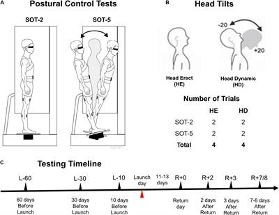 Critical Role of Somatosensation in Postural Control Following Spaceflight: Vestibularly Deficient Astronauts Are Not Able to Maintain Upright Stance During Compromised Somatosensation